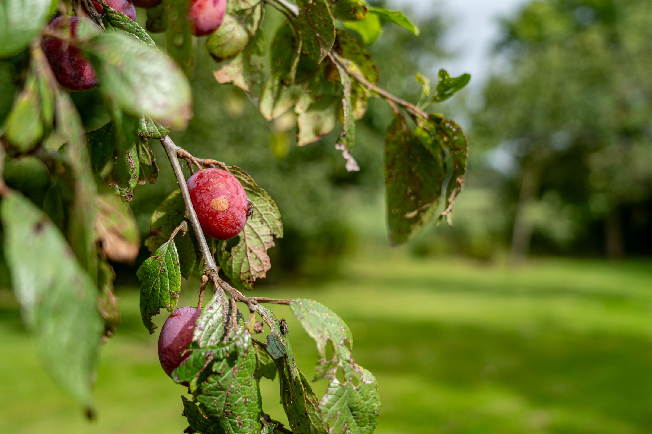 Foto 27 van Portmawei 3