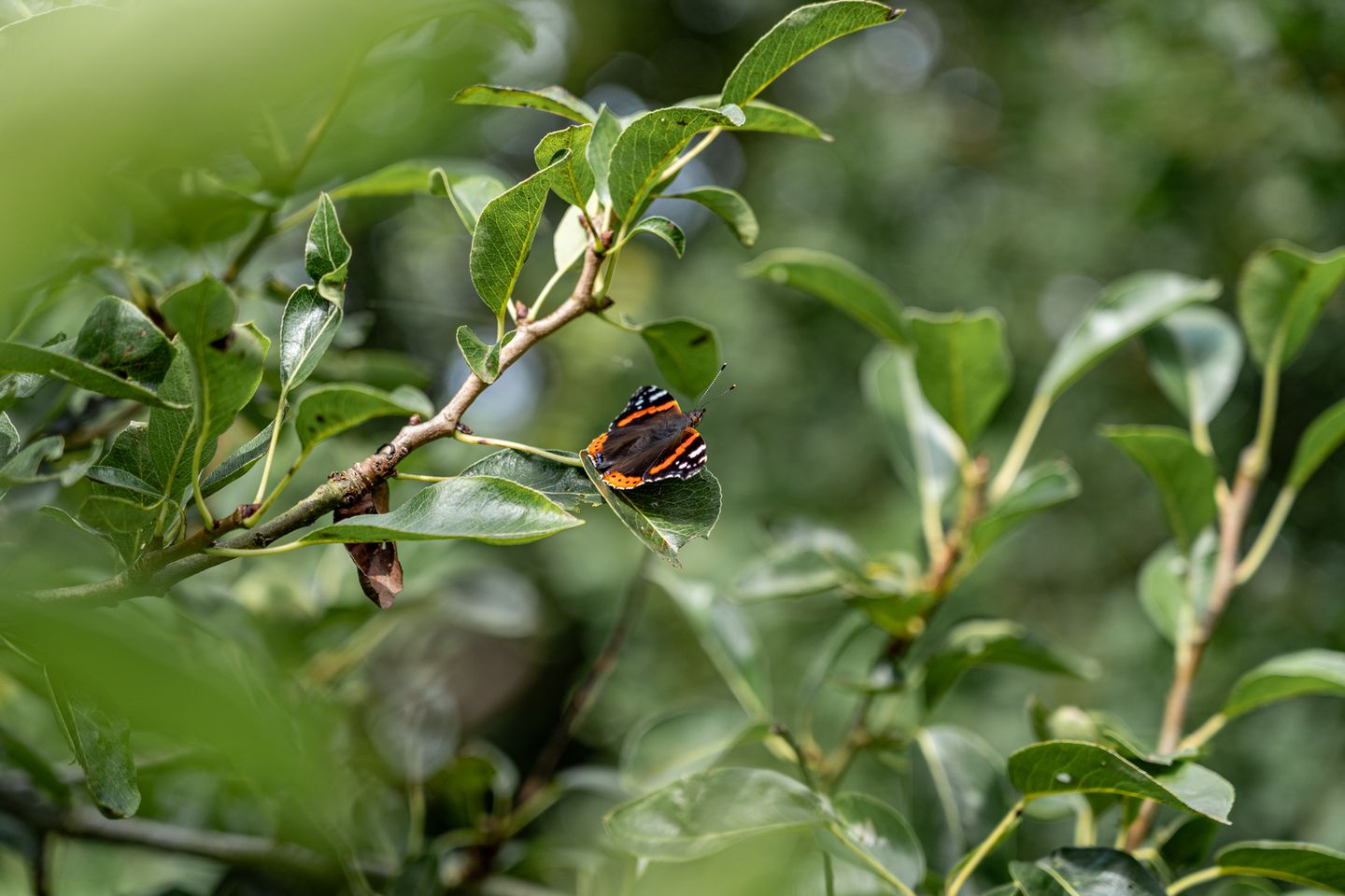 Foto 29 van Portmawei 3