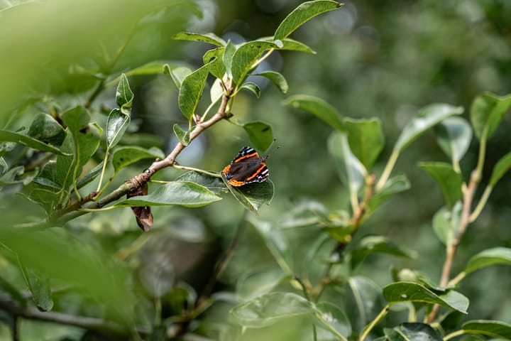 Photo 32 of Portmawei 3