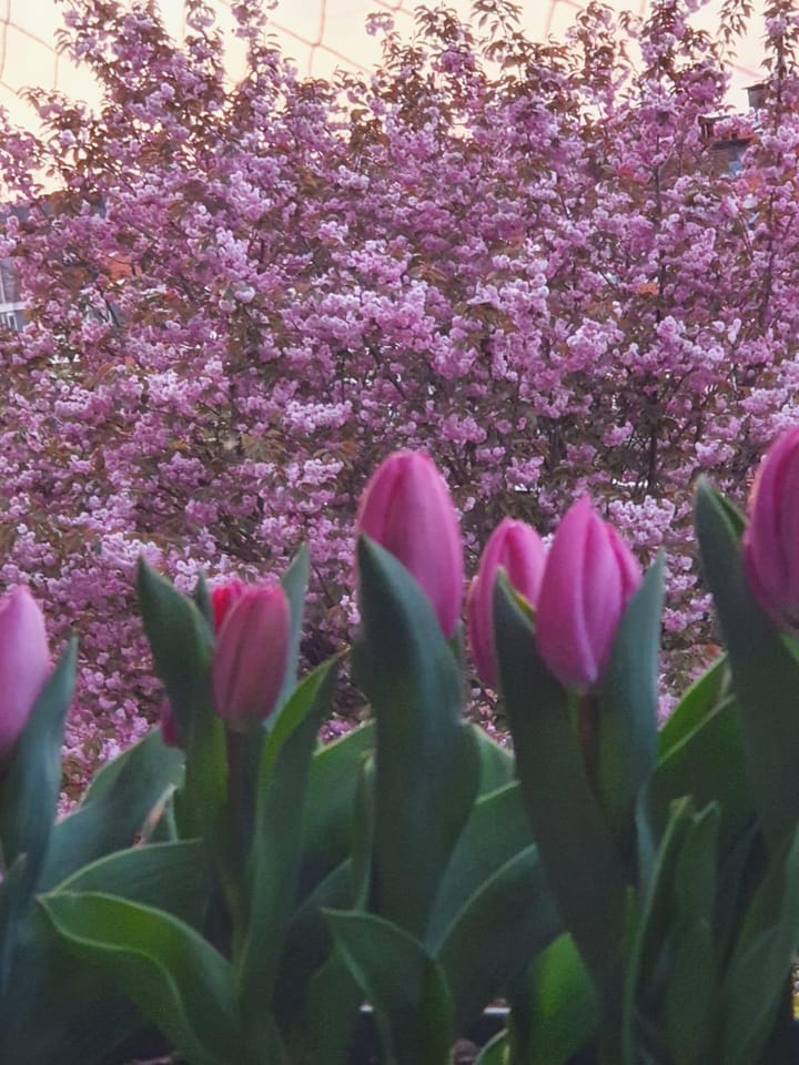 Foto 33 van Thorbeckelaan 545