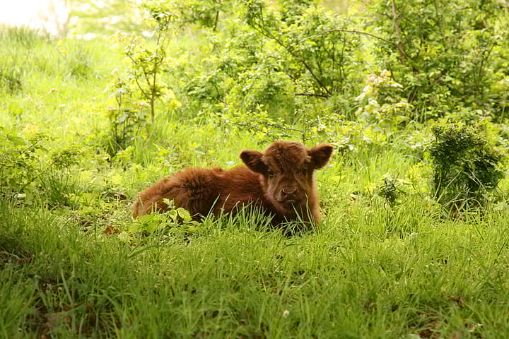 Foto 55 van Spits 12