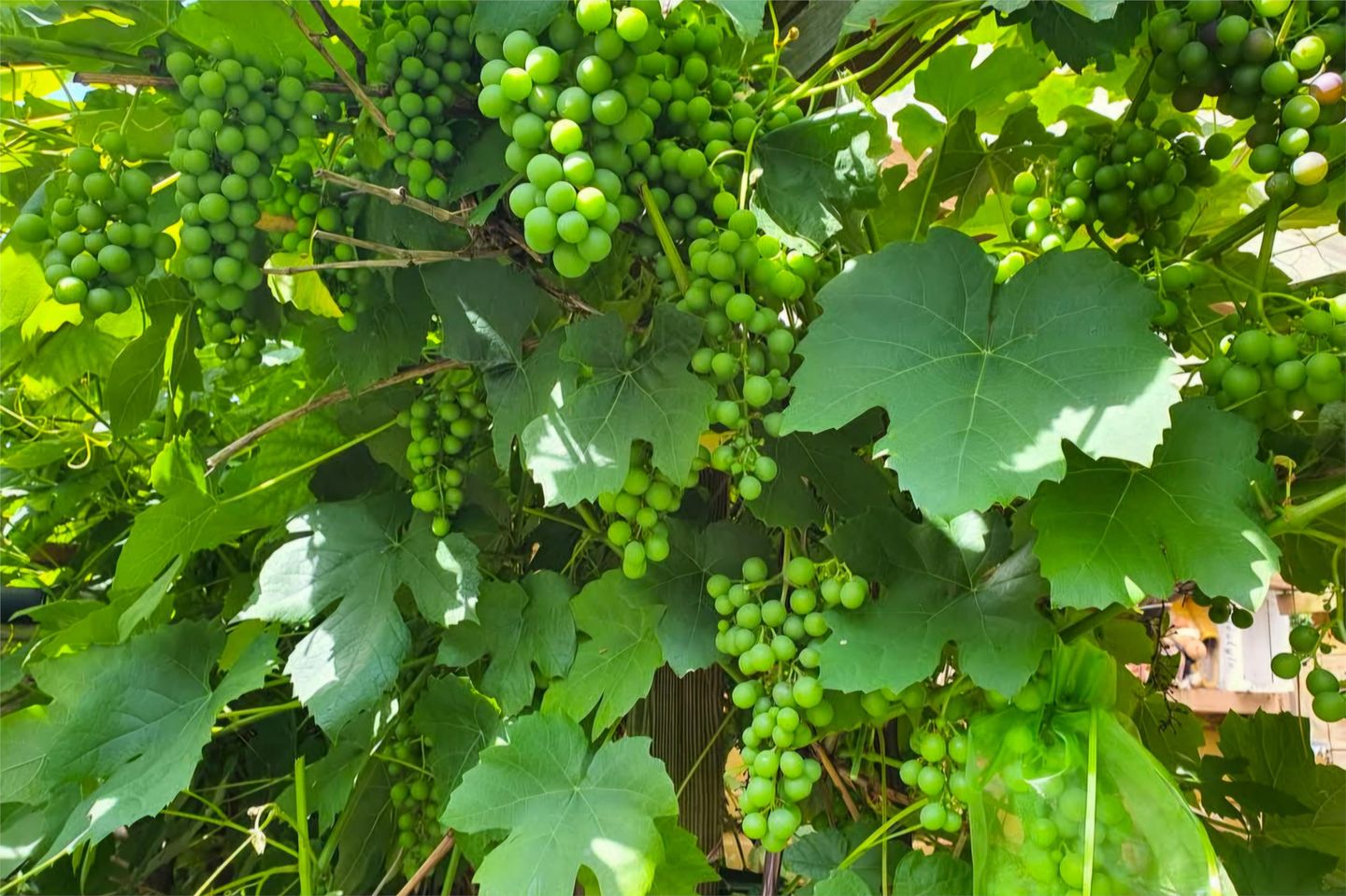 Foto 29 van Meppelrade 99