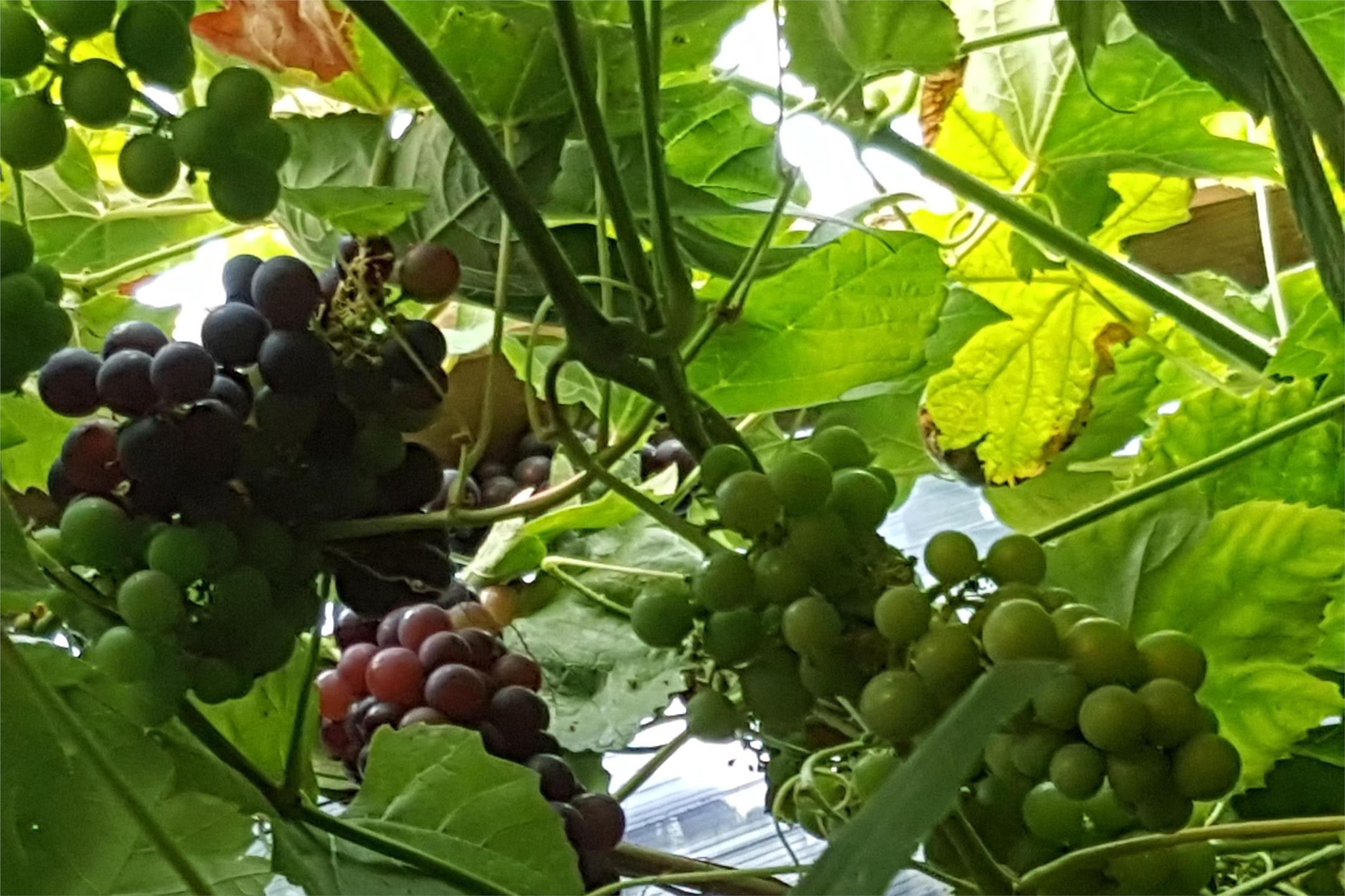 Foto 30 van Meppelrade 99