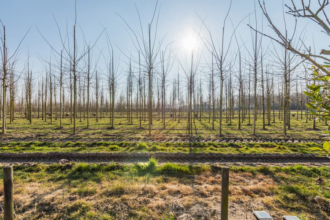 Foto 28 van Liesmortel 24