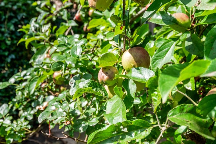 Foto 22 van Bonte Kraai 28