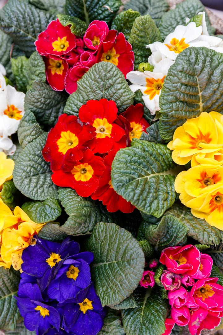 Foto 15 van Duizendblad 27