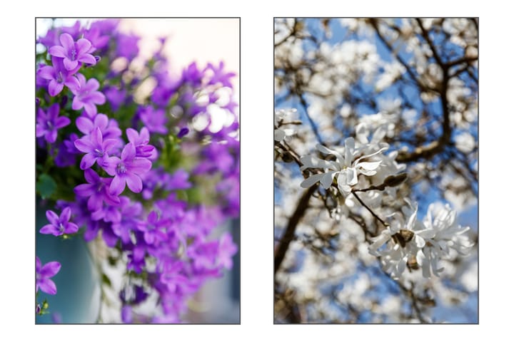 Foto 16 van Duizendblad 27