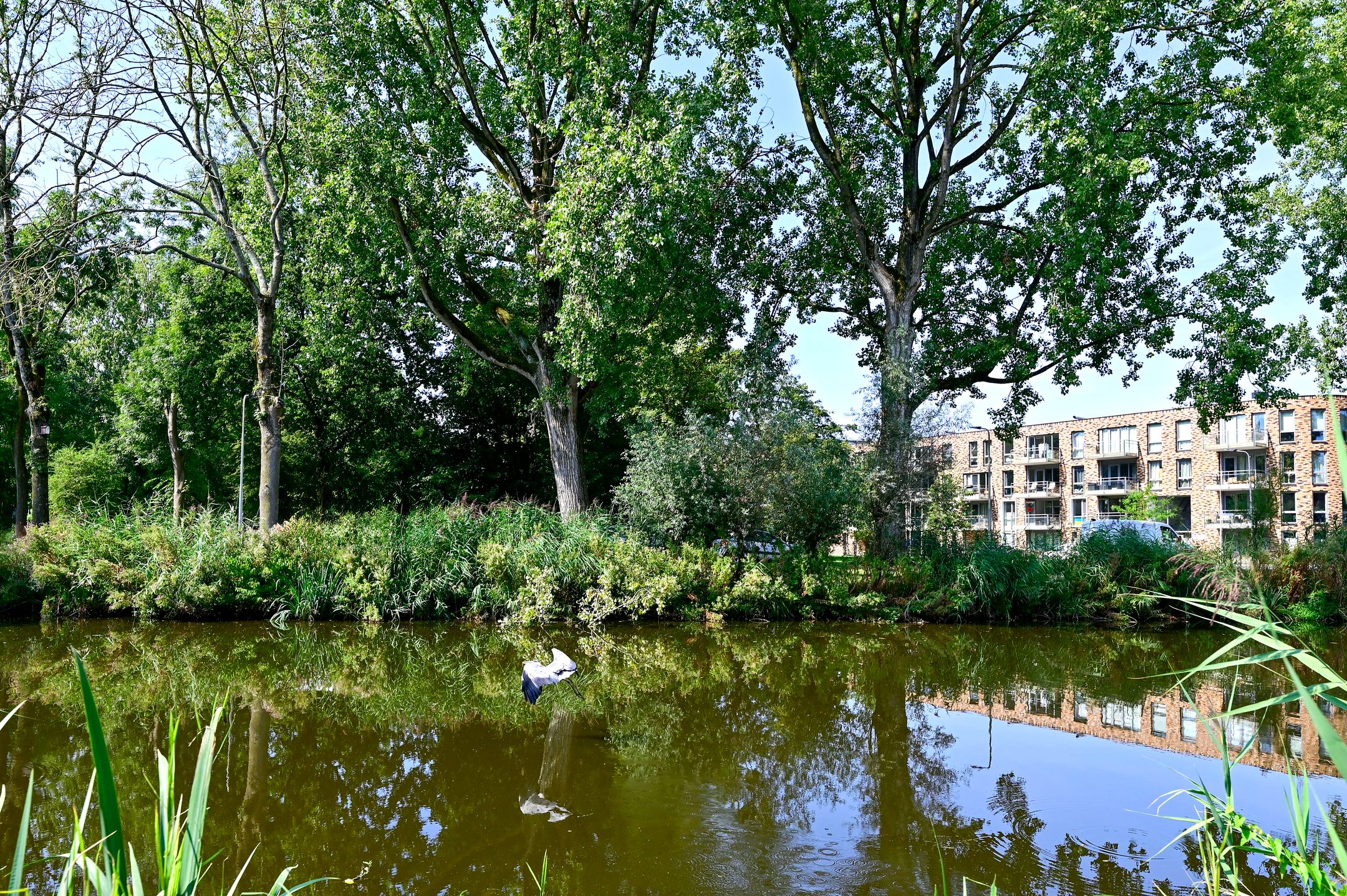 Foto 30 van Korenbloemstraat 9