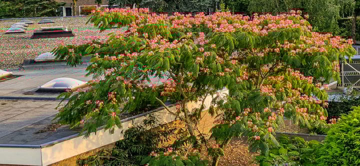 Foto 18 van Mezenstraat 12