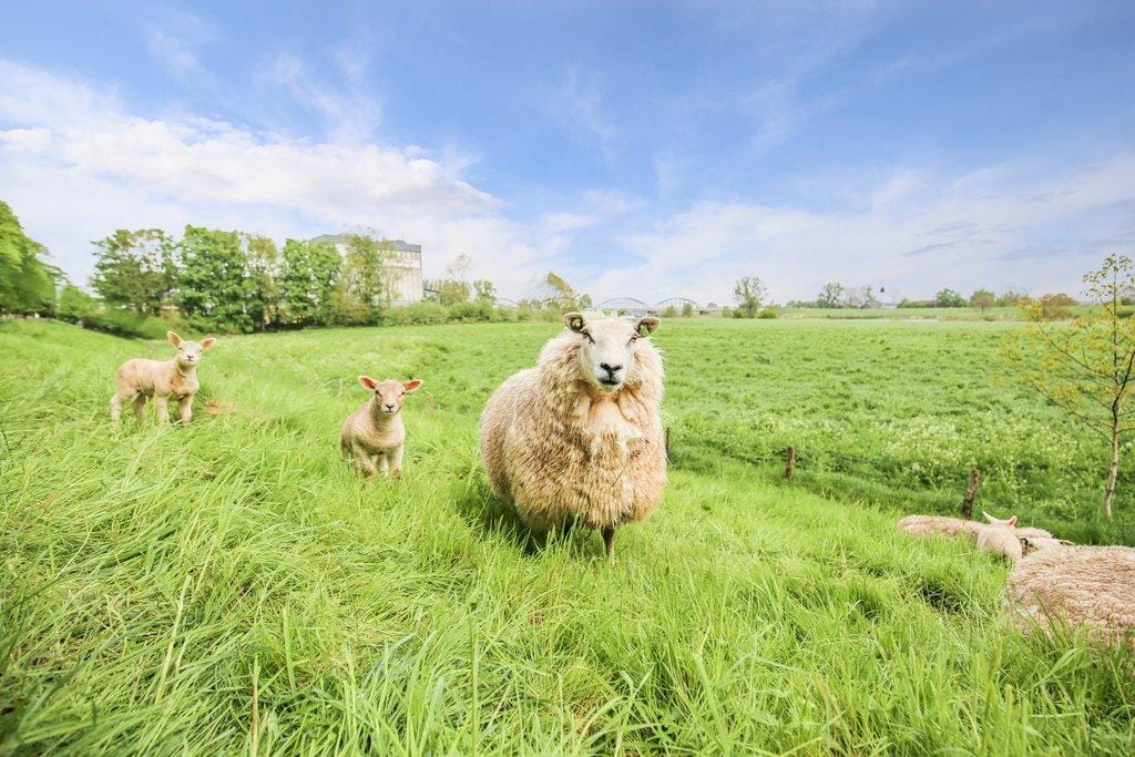 Foto 51 van Walstraat 49