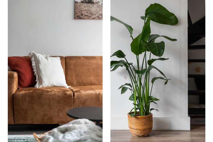 Foto 8 van Prunuslaan 132