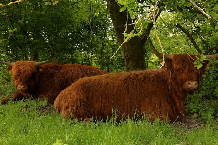 Foto 39 van Cort van der Lindenstraat 12