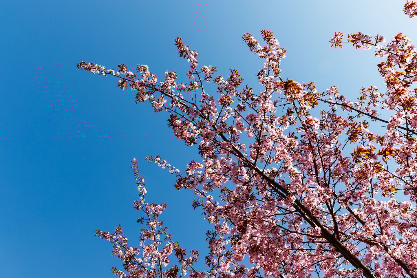 Foto 10 van Volkerakstraat 1