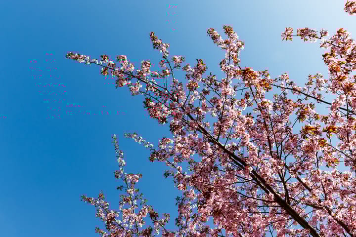 Foto 10 van Volkerakstraat 1