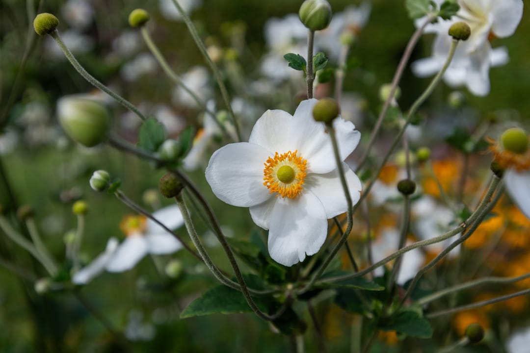 Foto 41 van 's-Gravenweg 92