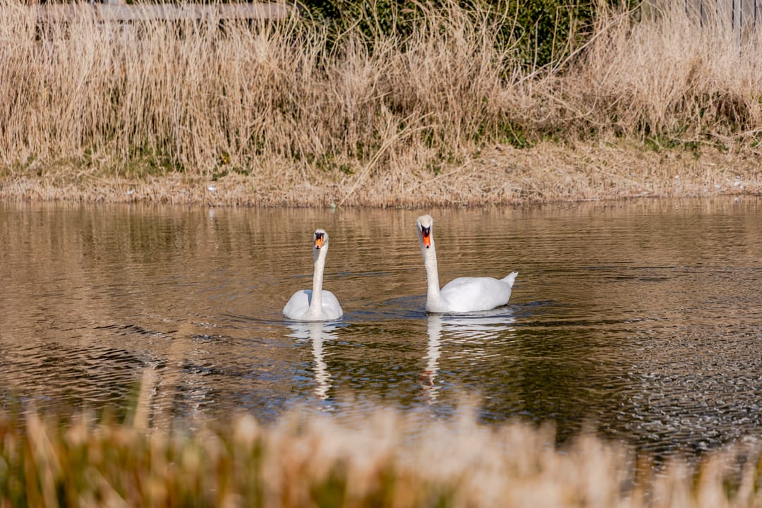 Foto 46 van Landvoogd 12