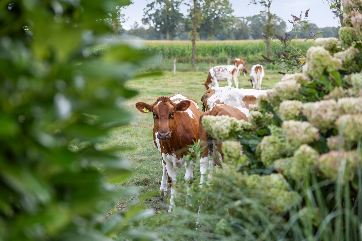 Foto 35 van Gorsselseweg 32