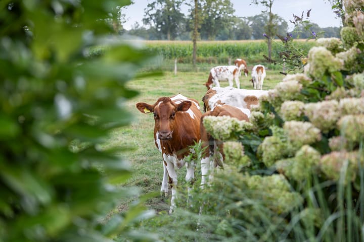 Photo 35 of Gorsselseweg 32