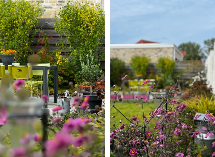 Foto 35 van Jacobsschelp 68