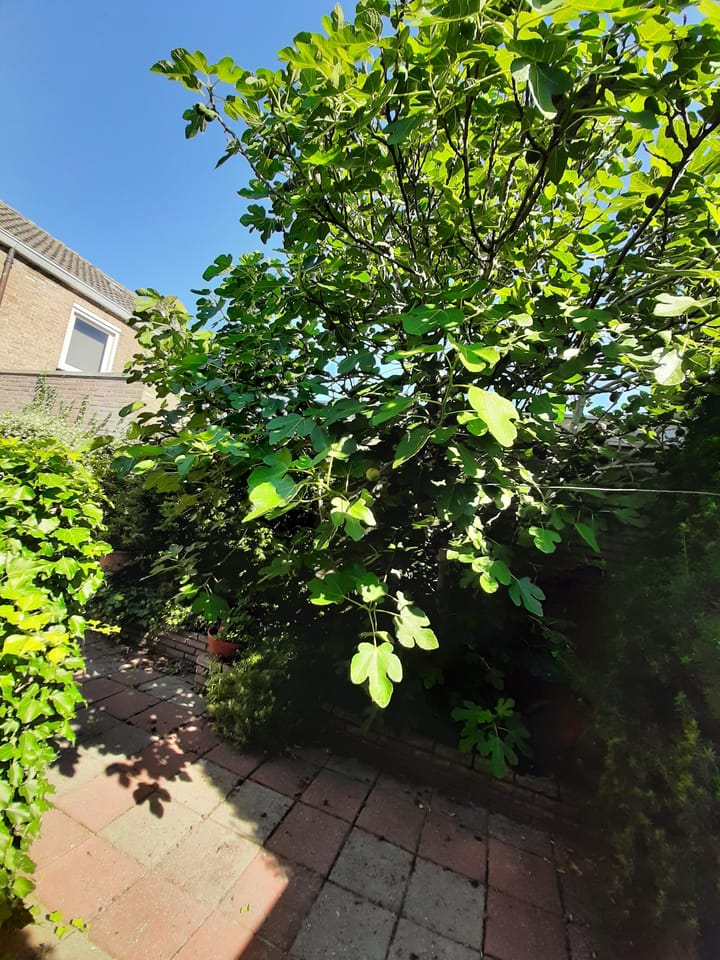 Foto 32 van Scheldelaan 87