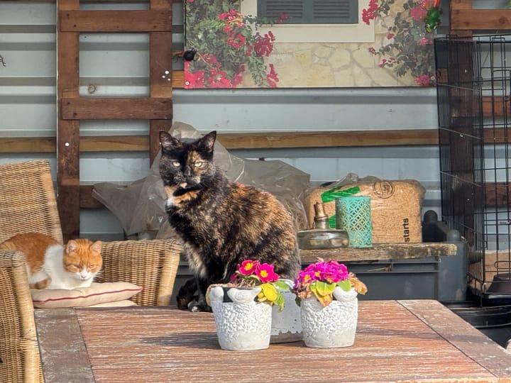 Foto 29 van Molenstraat 43