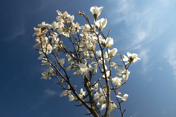 Foto 10 van Duizendmorgen
