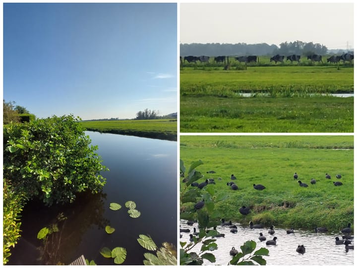 Foto 49 van Weidebloemstraat 16