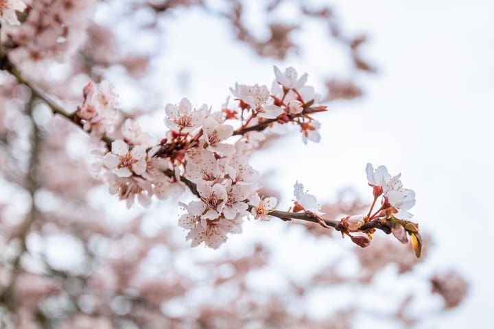 Foto 48 van Hagenbosch 10