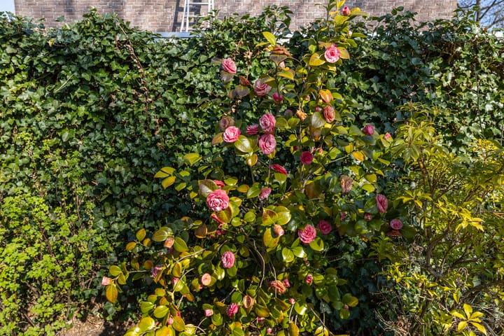 Photo 44 of Roelf Bosmastraat 116