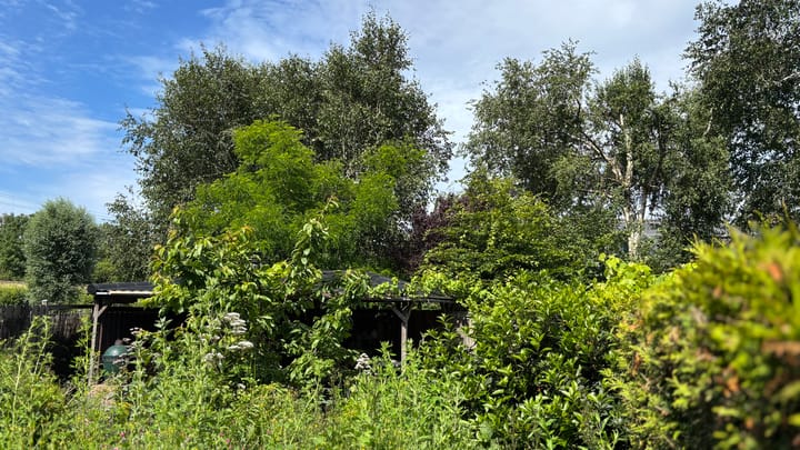 Foto 11 van Muurvaren 111