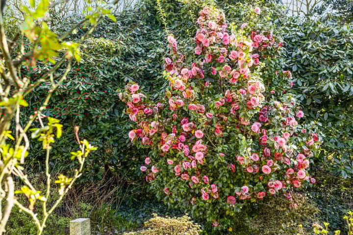 Foto 31 van Pastoor Gloerichstraat 57