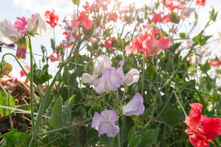 Photo 53 of Noorderuitweg 9
