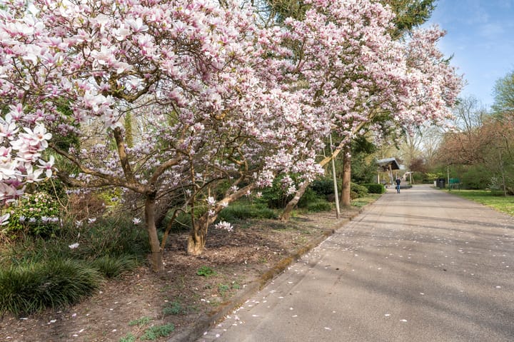 Foto 62 van Dintelstraat 61-3