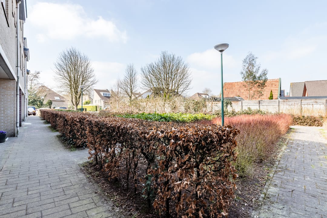 Photo 26 of Goudvink 25