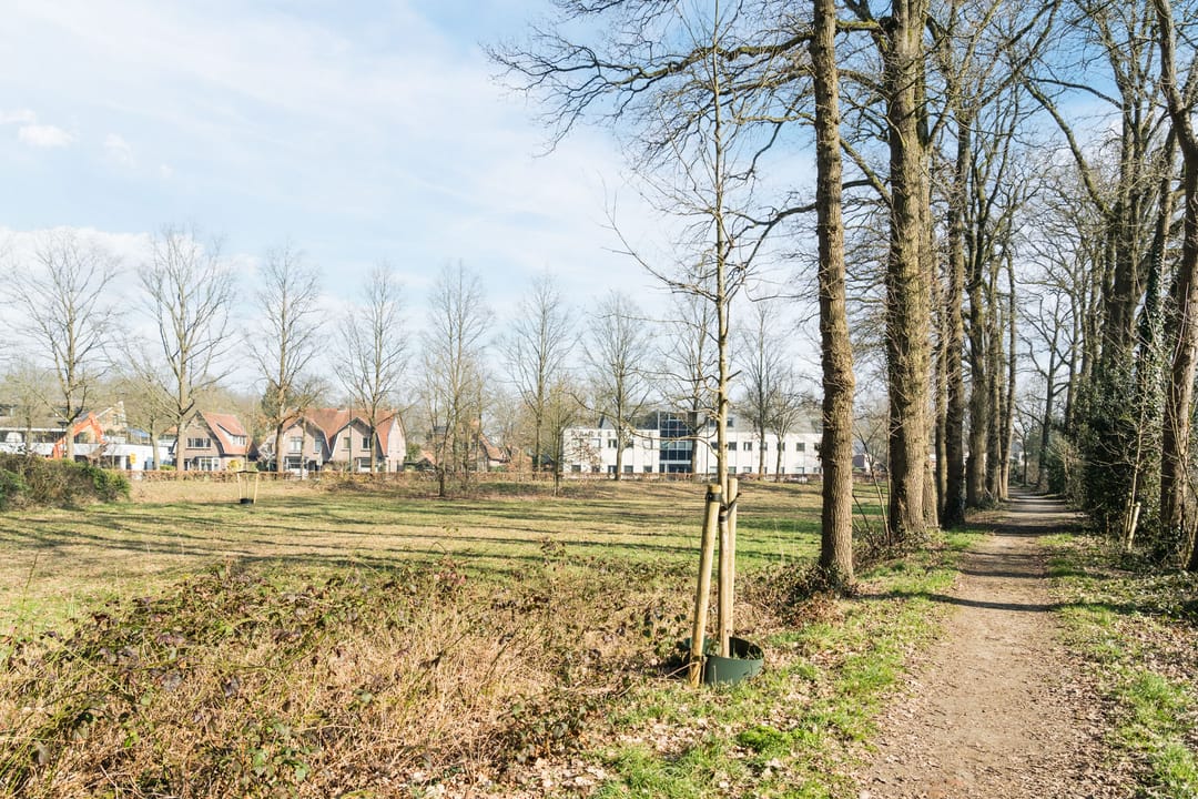 Photo 31 of Goudvink 25