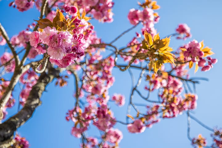 Foto 37 van Kievitdwarsstraat 54