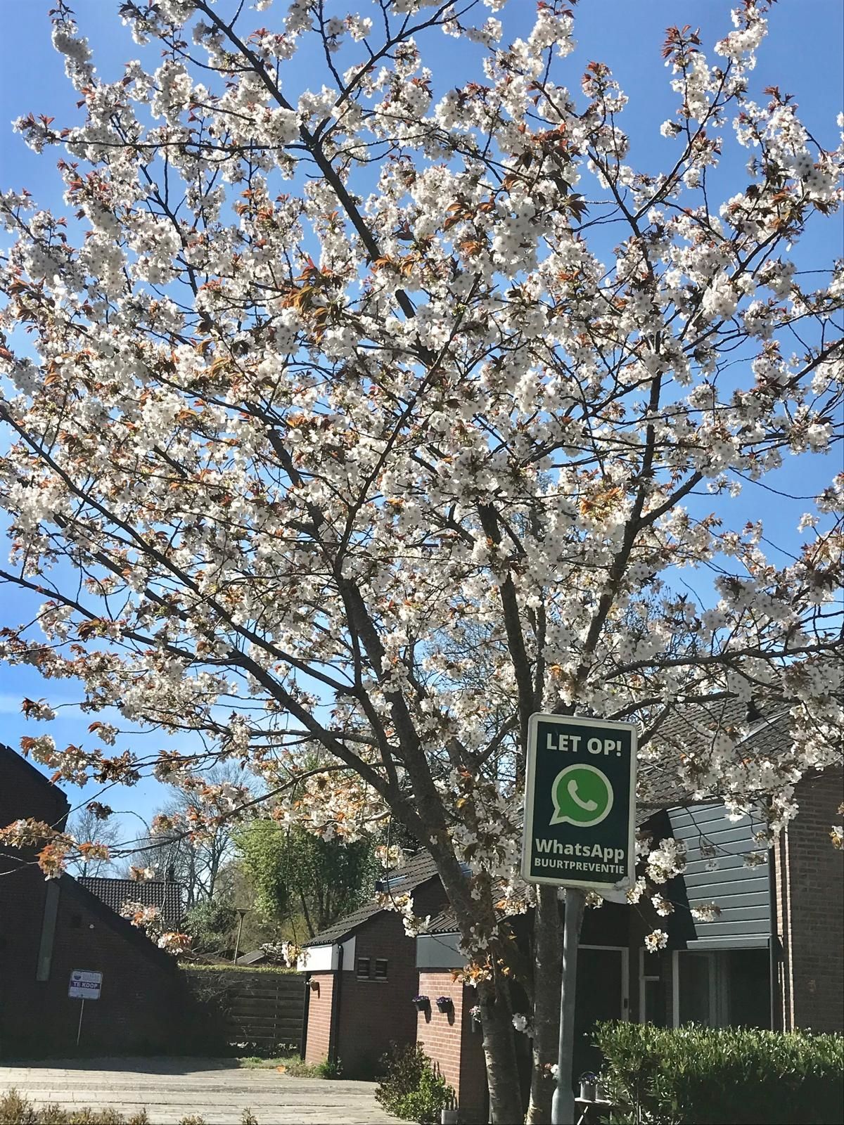 Foto 42 van Mezenhof 1