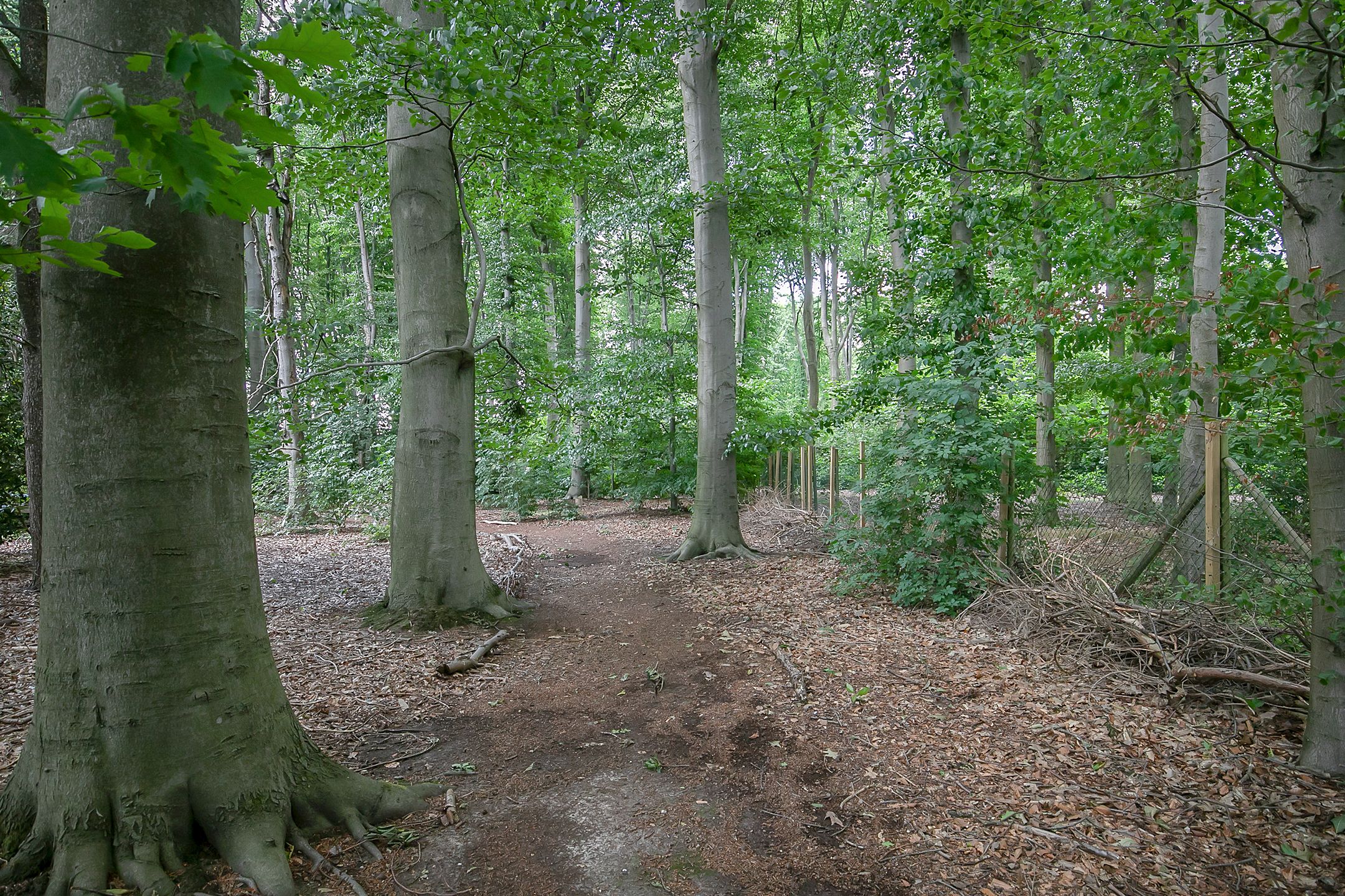 Foto 42 van Mauritsweg 117