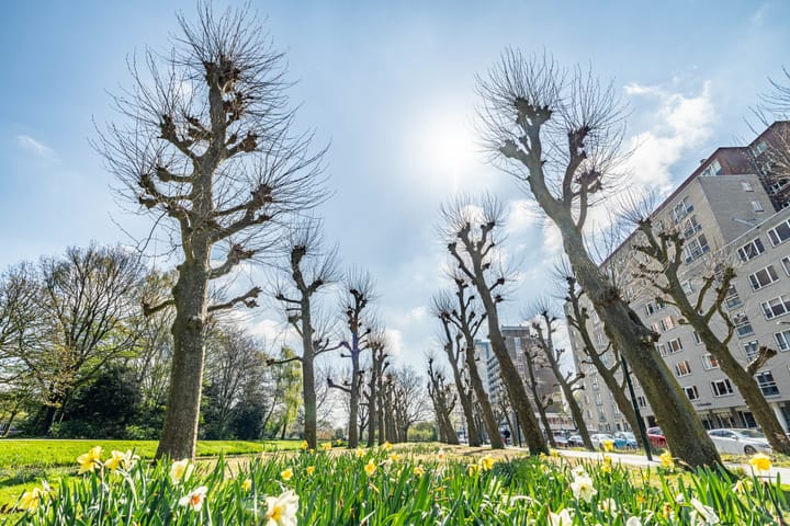 Photo 33 of Spinozalaan 61