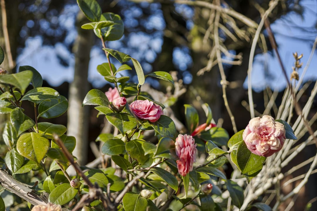 Photo 26 of Pater Beckerstraat 27