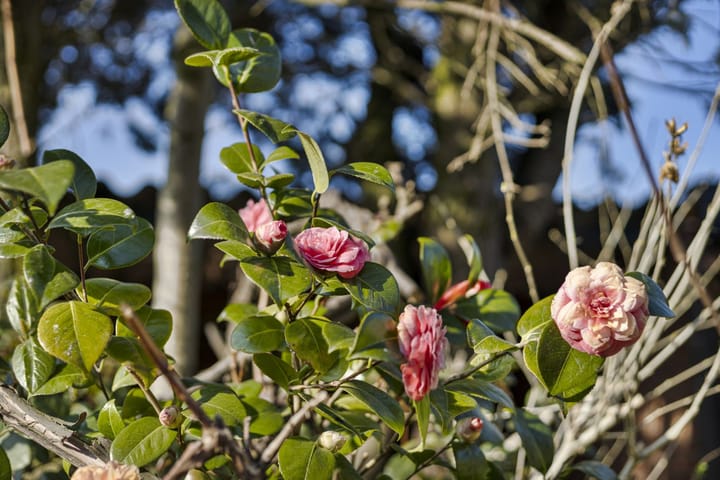 Foto 26 van Pater Beckerstraat 27