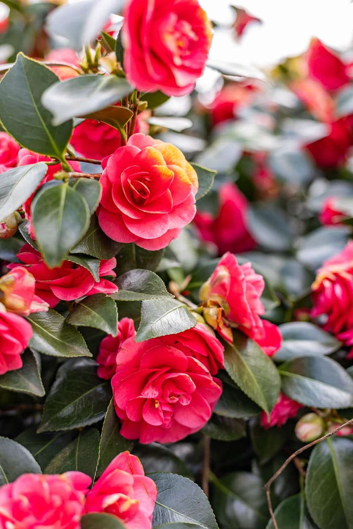 Foto 46 van Madame Curiestraat 76