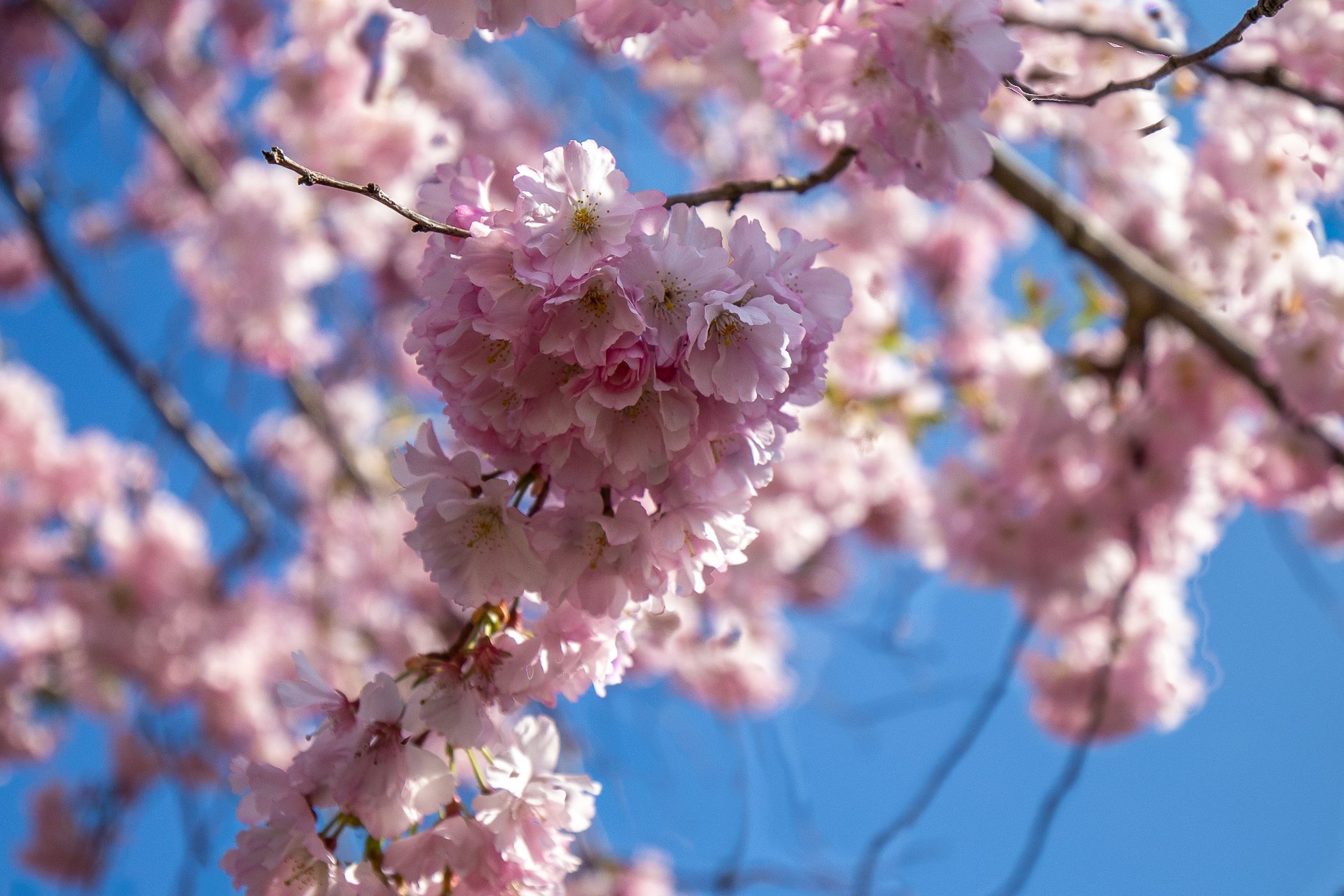 Photo 9 of Johan de Wittlaan 10-C