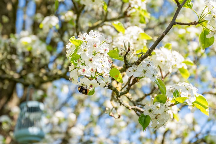 Foto 48 van Dommelstraat 9