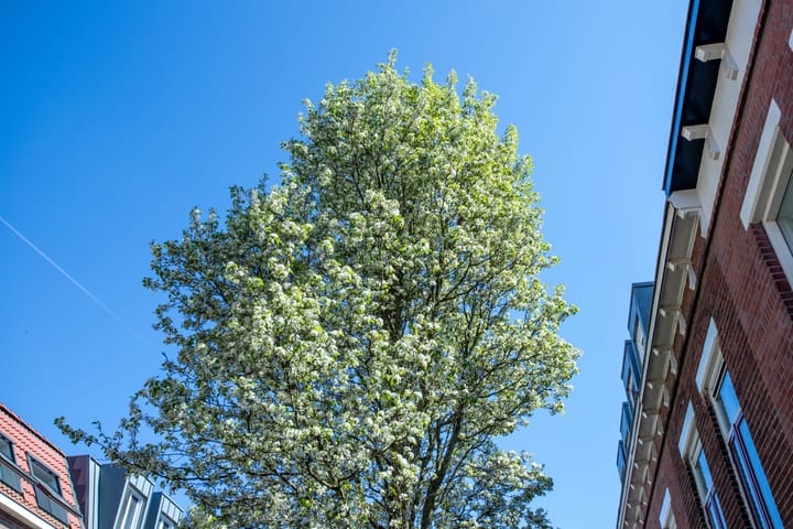 Foto 41 van Amaliastraat 80