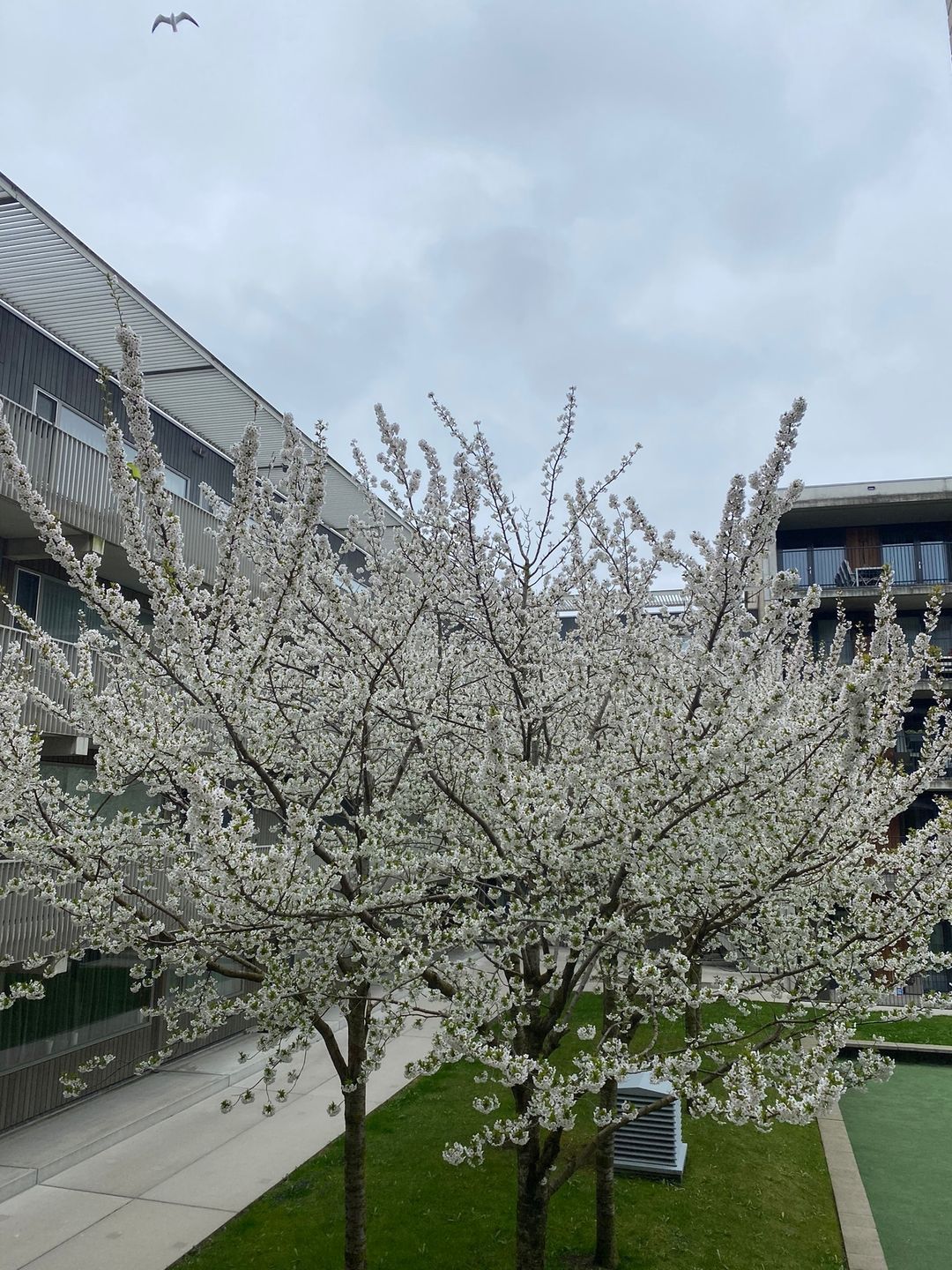 Foto 23 van Talbotstraat 227