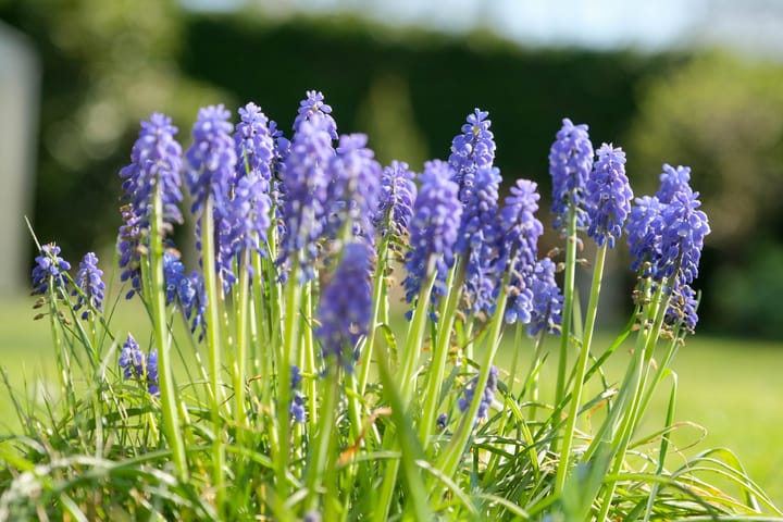 Foto 25 van Peppellaan 4