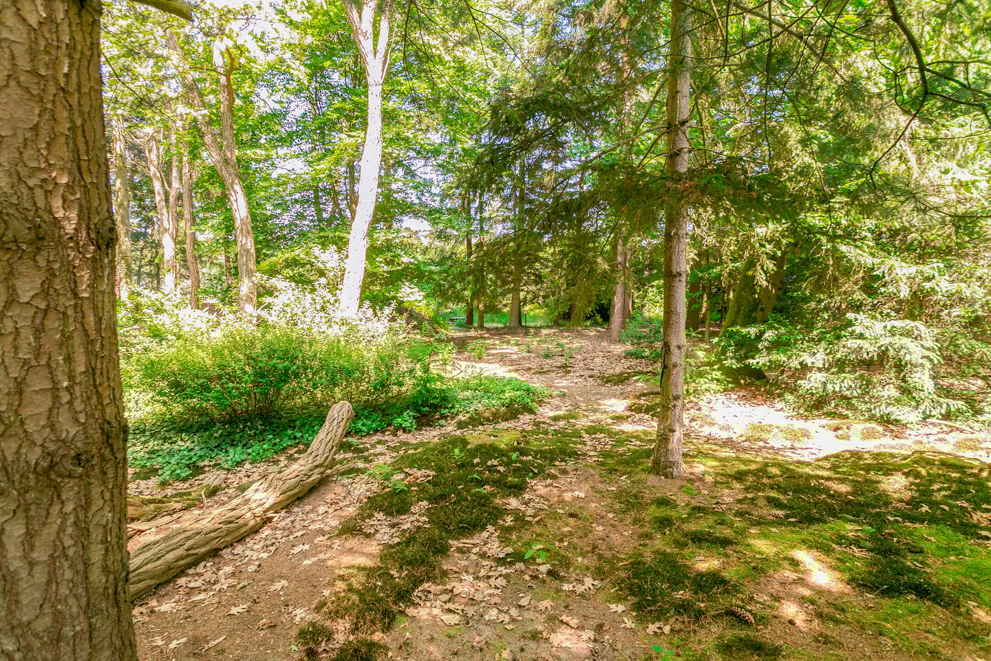 Foto 49 van Westervelden 3