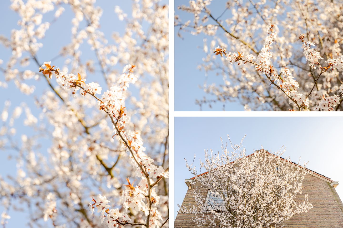 Foto 44 van Scheldestraat 8