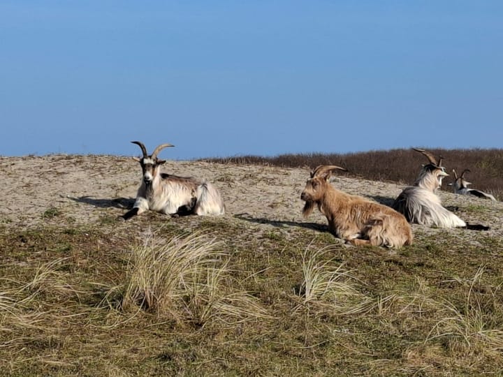 Foto 61 van Prins Willem III-plein 14